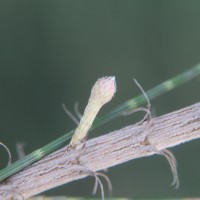 Casuarina equisetifolia L.